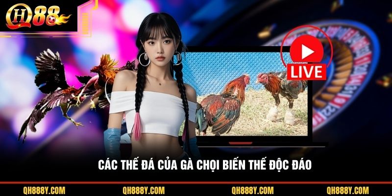 Các thế đá của gà chọi biến thế độc đáo