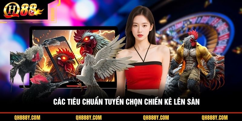 Các tiêu chuẩn tuyển chọn chiến kê lên sàn