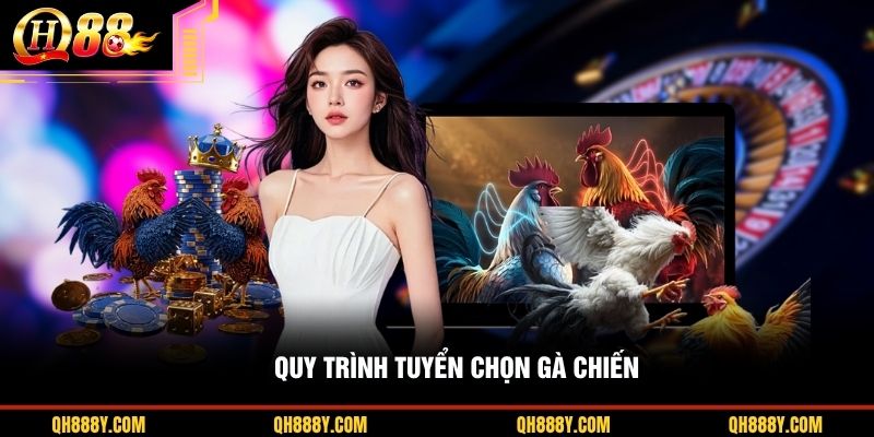 Quy trình tuyển chọn gà chiến
